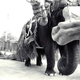 Illustration for article titled Photos of an elephant dressing up as the bantha from Star Wars